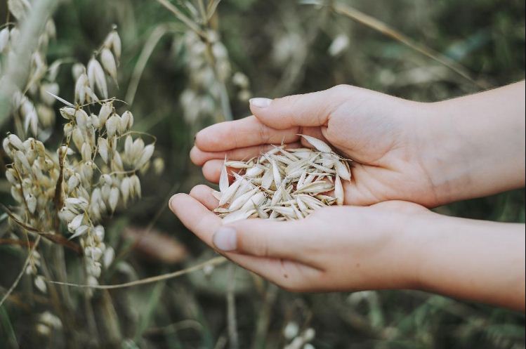 Post-Harvest Handling of Seeds